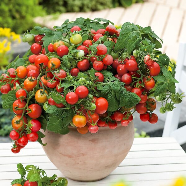 Tomatenpflanze "Süße Versuchung"